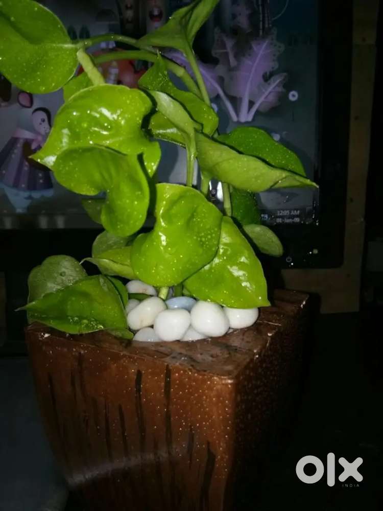 An event Goodlooking and smart girl needed, qualification +2 or above.