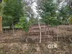 1.5 kotha Myadi Land For Sale at Teok Jogduwar