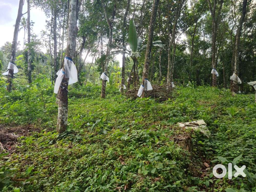 14 cents for sale at Koorali  Kottayam
