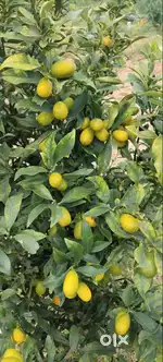 Aroma Sandalo Farmland – Premium Sandalwood & Fruit Plantation with In