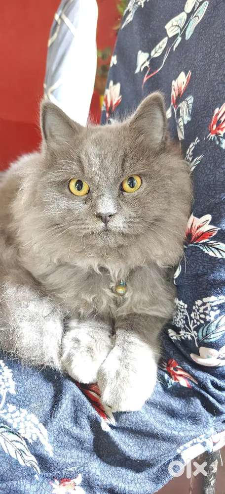 Wanted a helper for fast food hotel