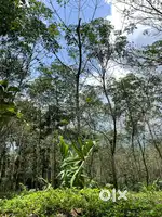Plot in koduvally