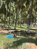 Coconut farm