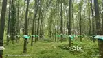 Paingottoor 5 AC Rubber estate with House for sale