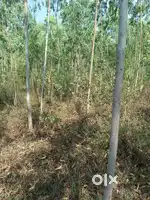 Agricultural Land for Sale