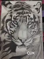Sketching by tiger
