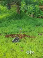 Land for rent