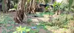 5.500 CENT RESIDENTIAL PLOT FOR SALE NEAR KUDAPPANAKUNNU