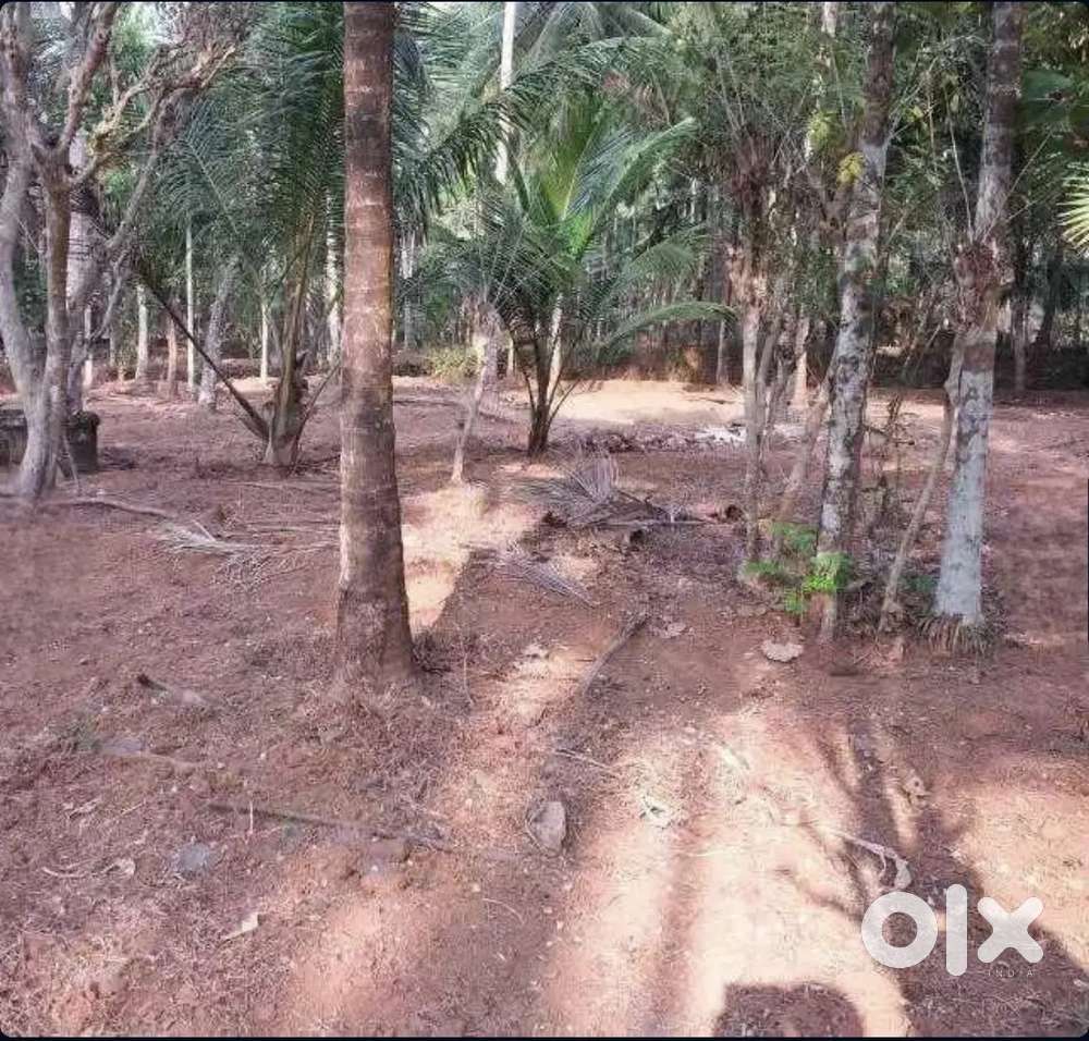 52 Cents Land for sale at Panangad Balussery