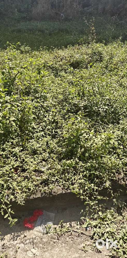 32*52(185 gaj) plot for sale near surkanda Devi Mandir pathribag chowk