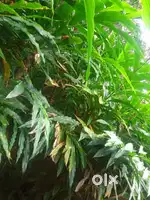 40 cent Cardamom plantation for sale