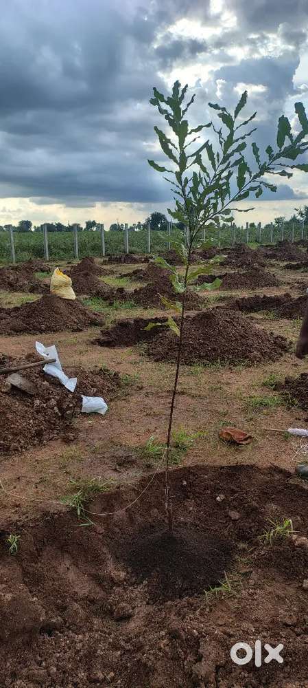 Farmland plots in Amangal