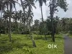 Road side Residential plot/cocconut farm