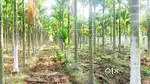 Areca nut land