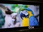 43LED Samsung ultra HD 4k
