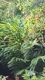 1 acre pattayam 35000/