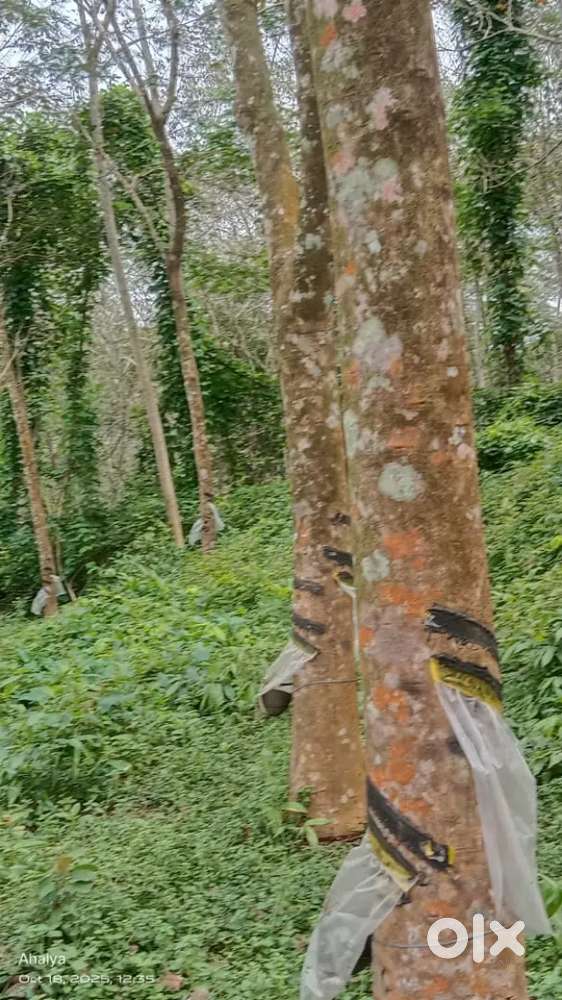 Pathanamthitta Seethathode 3.5 acre for sale