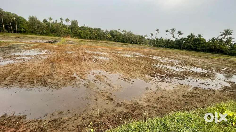 1.65 acers of paddy feild