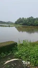 Olaulim Field & River View 1420m2 plot for Sale