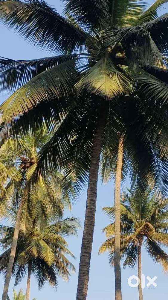 3 acre coconut farm sales