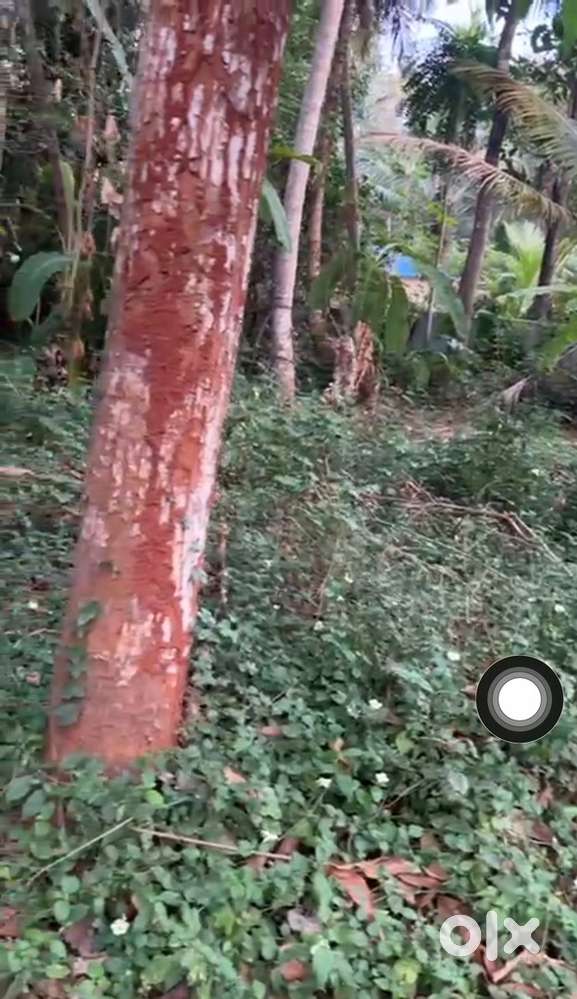 Near Vizhinjam poovar road,3 km from Poovar