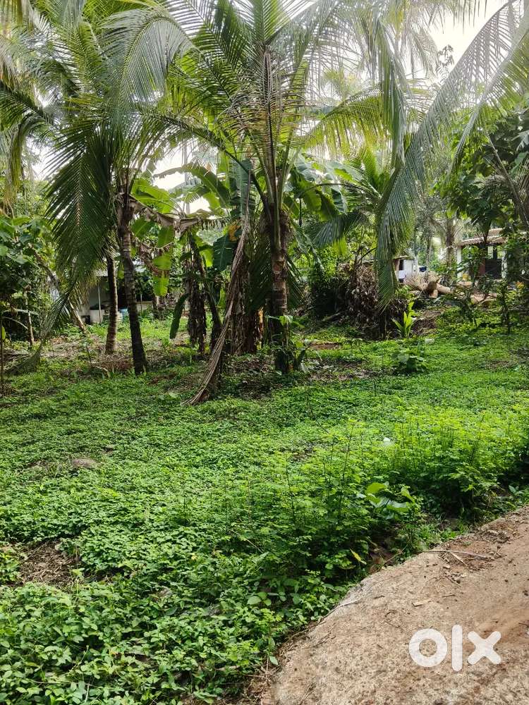 land-sale-nearby-royal-engineering-college-akkikkavu-