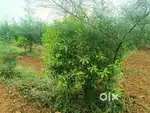 22 సెంట్ల వ్యవసాయ భూమి కేవలం ₹9 లక్ అద్దంకి సమీపంలో శ్రీ గంధం మొక్కలతో