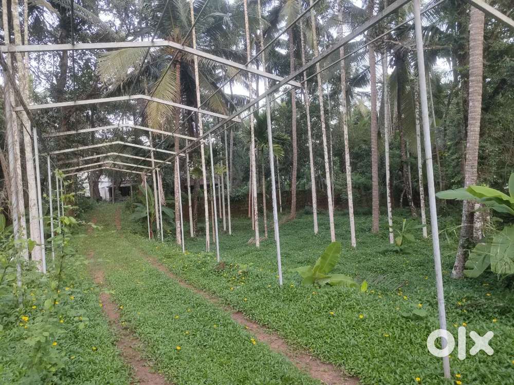 Land for sale in Ponniam Thalassery