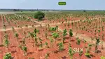 ఒకే పెట్టుబడితో రెండు లాభాలు పొందండి , ఎర్రచందనం సాగు  లో