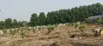 Half Acre ( 2420 Sqyds) Mango Garden FarmHouse for sale at Tolkatta