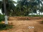 61 Cent Land for Sale – Avinashi,Sevur