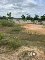 TIRUCHANOOR NEAR KAYAMPETA EAST FACING 200 ANKANAMS FARMLAND