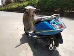 Tvs jupiter