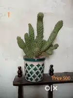 Cactus Plants