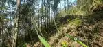 Ka jaka ban die ha mawlai umsaw jan view point,haka dor 90sft,