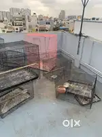 Birds cages