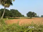 Tempalli Road Facing land availble for Appartment Development