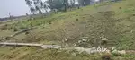 100 gaj plot