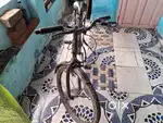 Nice candisan
