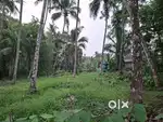 30 സെന്റ് സ്ഥലം കര ഭൂമി തെങ്ങും തോപ്പ്  വെള്ളം സുലഭം