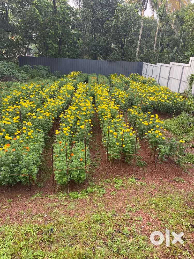 Plot for Rent Road Access, Electricity & Water 2Km from Ayathil Bypass