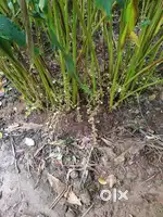 3.5 Acre agriculture land with 2 small homes
