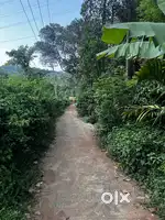 37 Cent land with 2 bhk traditional house@Wayanad