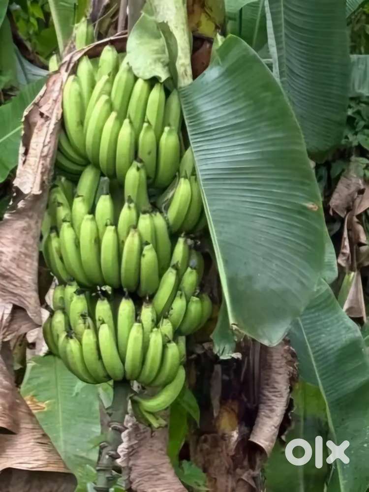 എല്ലാ സൗകര്യങ്ങളുള്ള 18 cent മൊത്തമായോ ചില്ലറയായോ