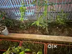 डेवलप्ड टाउनशिप में प्लांट उपलब्ध