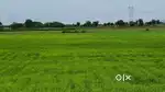 Sale agriculture land