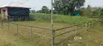 Kuluberiya