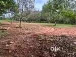 Agriculture land with mango trees