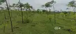 Farme plots 303sq 3lakhs only