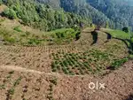 Agriculture land